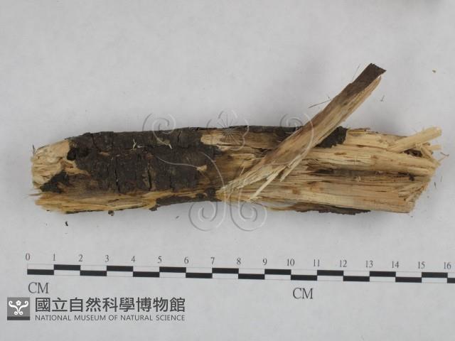 登錄號:F0021819藏品圖，第3張