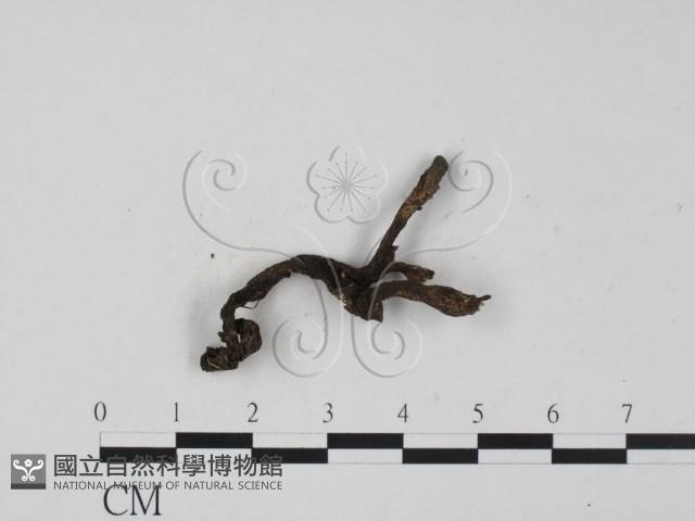 炭角菌屬藏品圖，第3張