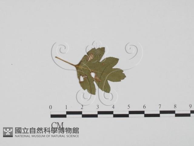 登錄號:F0011819藏品圖，第3張