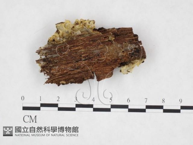 登錄號:F0004819藏品圖，第3張