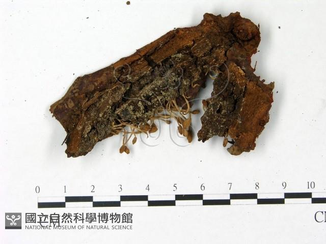 登錄號:F0022819藏品圖，第3張