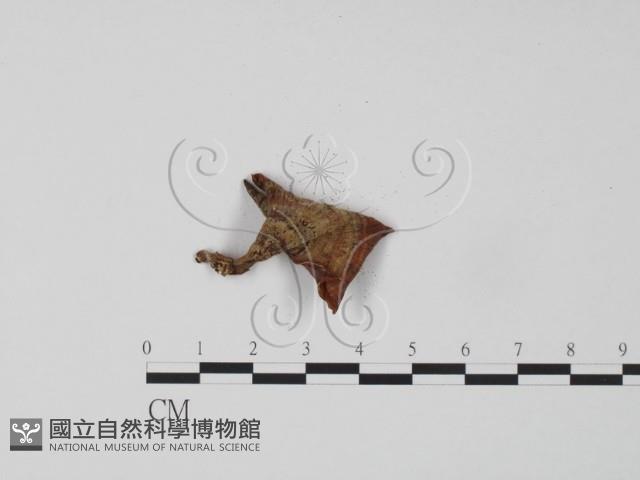 韌革菌屬藏品圖，第3張
