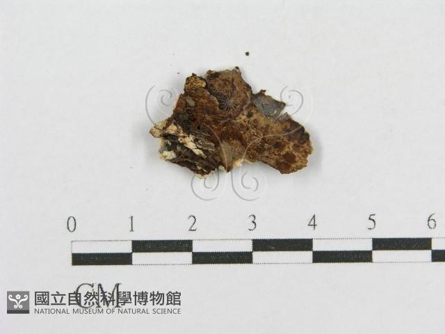 登錄號:F0017819藏品圖，第3張