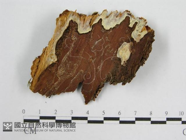 微皮傘屬藏品圖，第3張