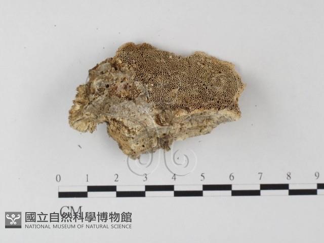登錄號:F0019819藏品圖，第1張