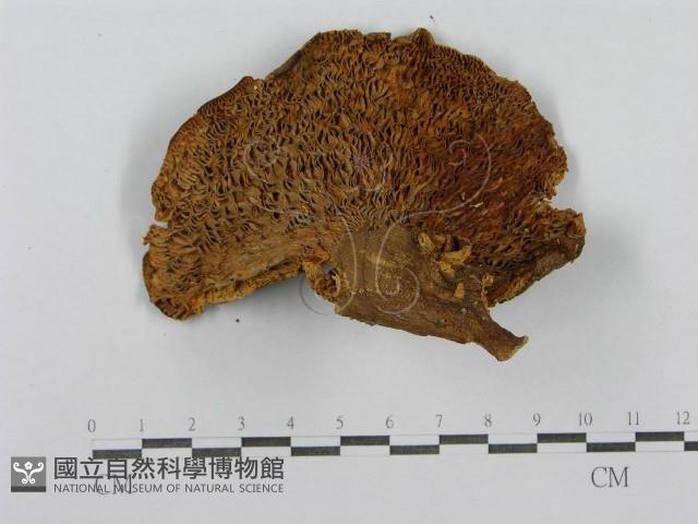 登錄號:F0003819藏品圖，第3張