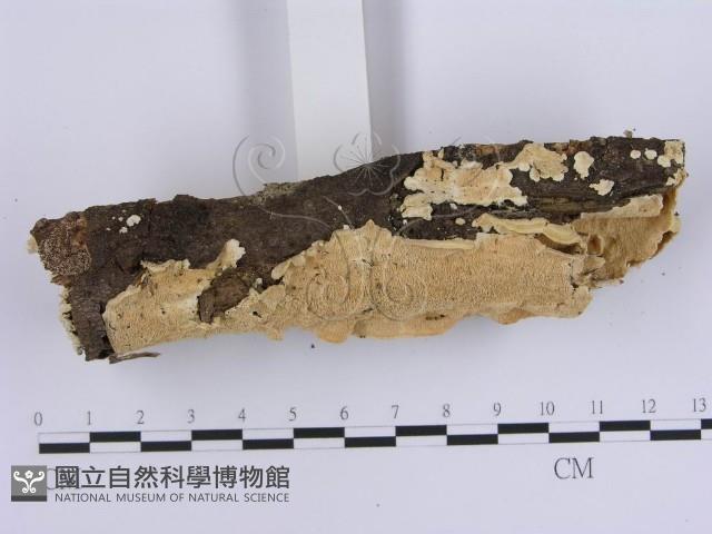 登錄號:F0013819藏品圖，第3張