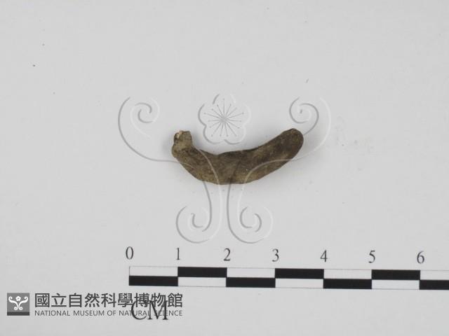 炭角菌屬藏品圖，第3張