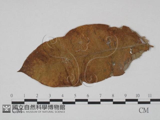 登錄號:F0018919藏品圖，第3張
