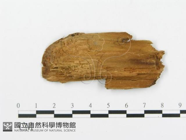 登錄號:F0000919藏品圖，第3張