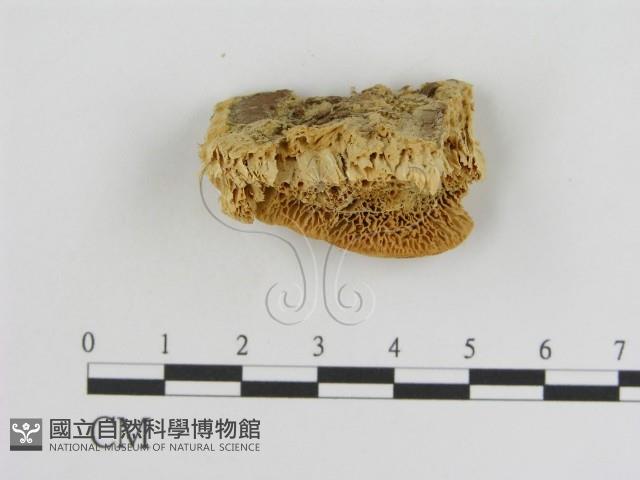 登錄號:F0006919藏品圖，第3張