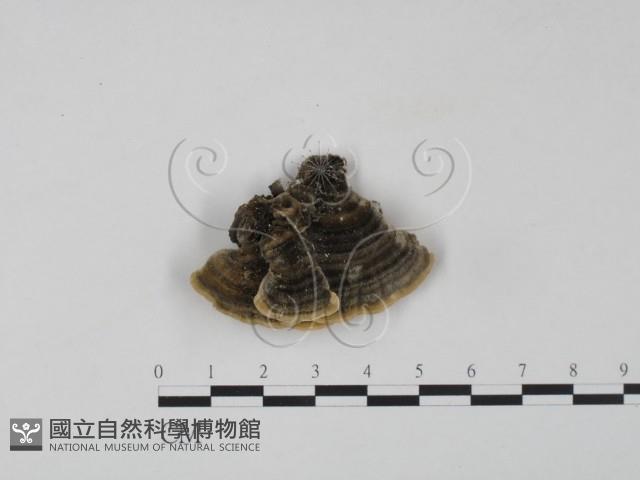 雲芝藏品圖，第3張