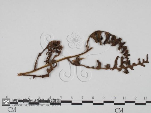 登錄號:F0011919藏品圖，第3張