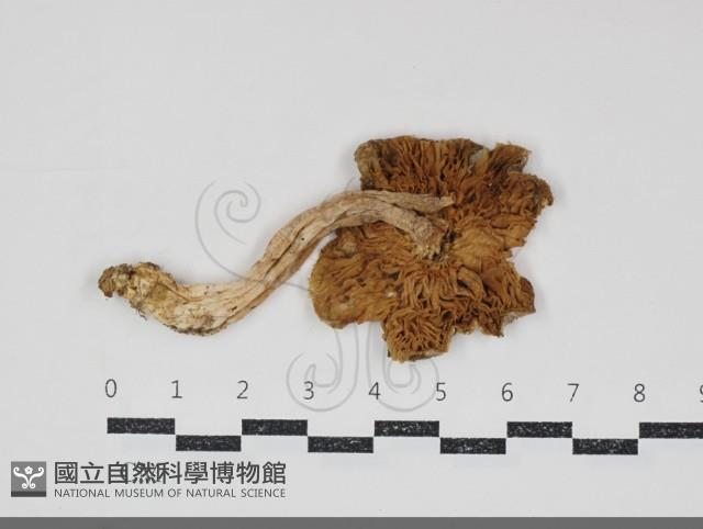 Accession Number:F0034919 Collection Image, Figure 3, Total 3 Figures