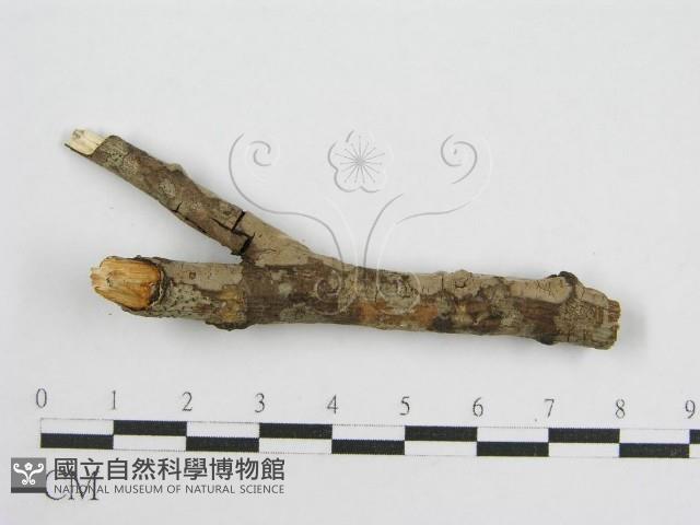 登錄號:F0012919藏品圖，第3張