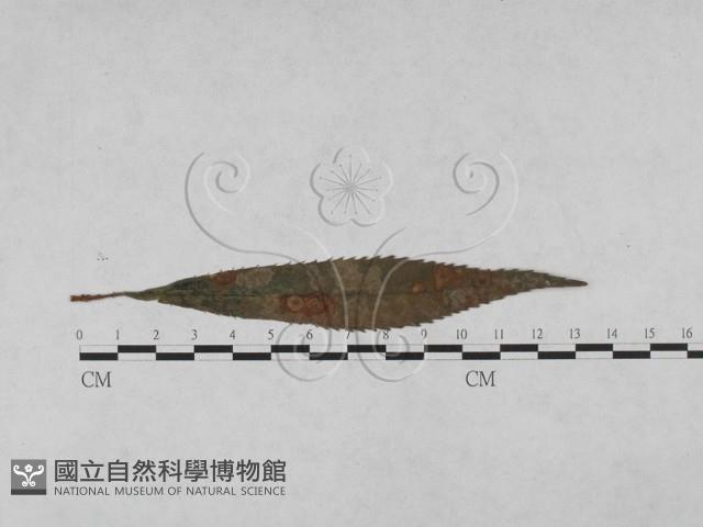 登錄號:F0027919藏品圖，第1張