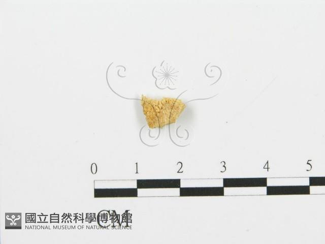 登錄號:F0017919藏品圖，第3張