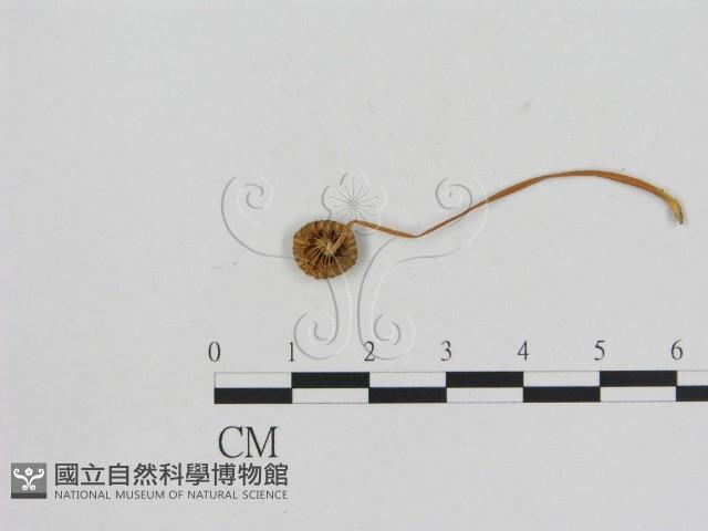 小菇屬藏品圖，第3張