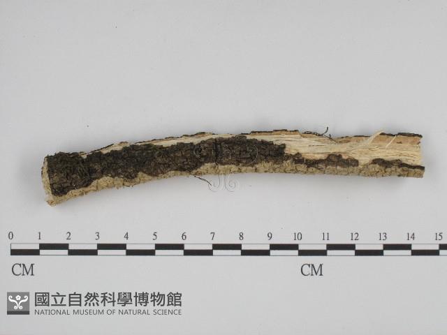 叉絲革菌屬藏品圖，第3張