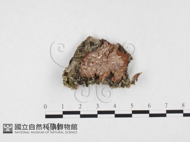 登錄號:F0026619藏品圖，第3張