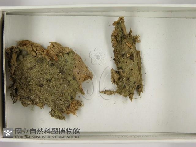 登錄號:F0021619藏品圖，第3張