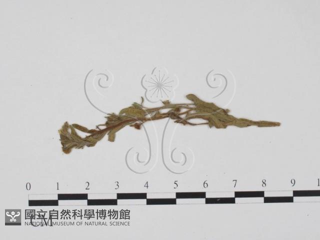 登錄號:F0011619藏品圖，第3張