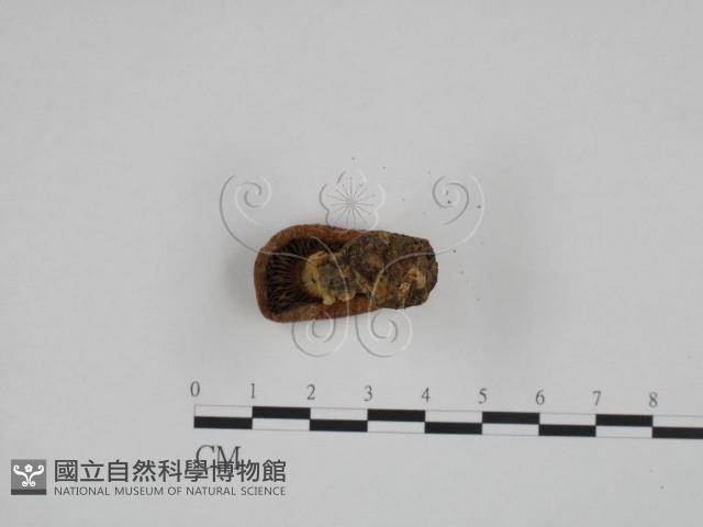 登錄號:F0024619藏品圖，第3張