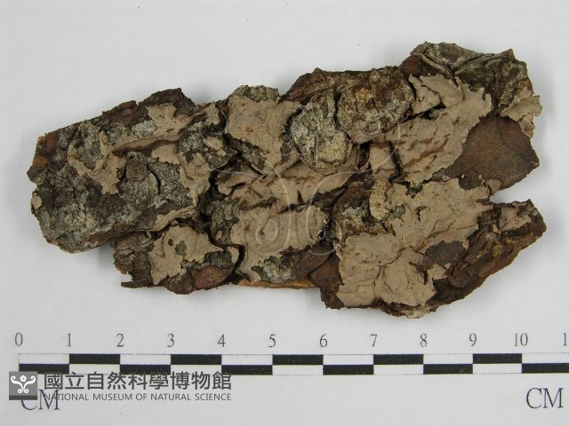 登錄號:F0004619藏品圖，第3張