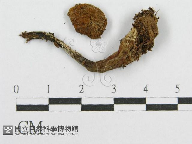 登錄號:F0002619藏品圖，第1張