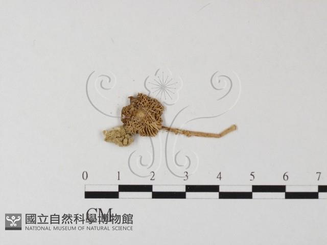 鵝膏屬藏品圖，第3張