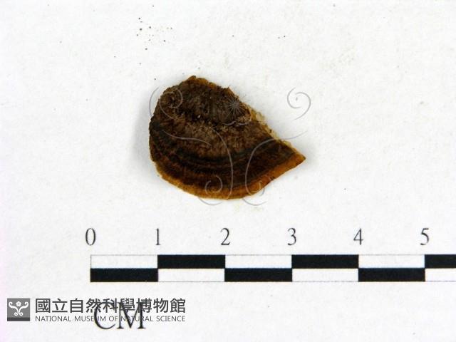 登錄號:F0017619藏品圖，第3張