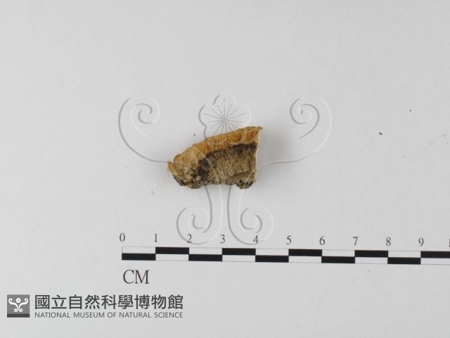 登錄號:F0025619藏品圖，第3張