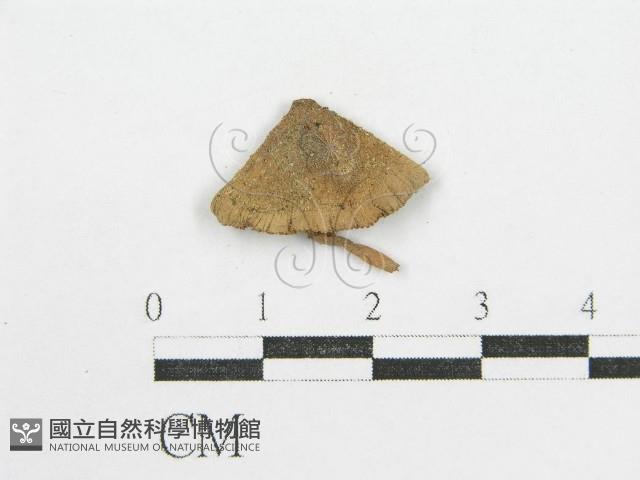 登錄號:F0005619藏品圖，第3張
