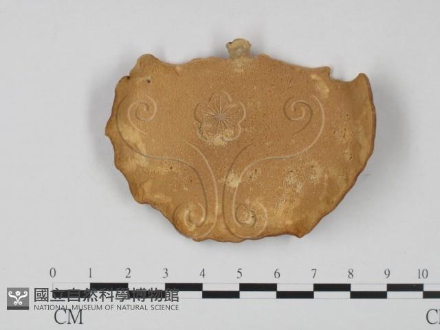 多孔菌屬藏品圖，第3張
