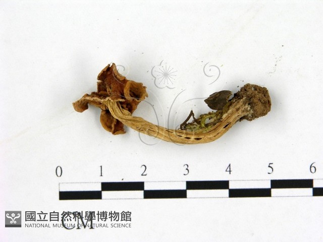 登錄號:F0013619藏品圖，第3張