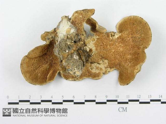 栓菌屬藏品圖，第1張