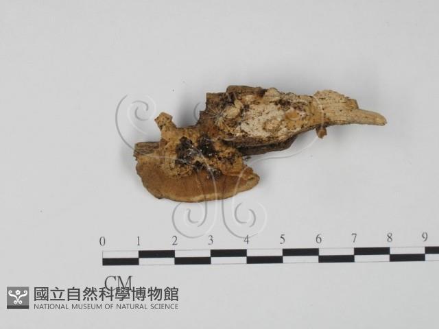 登錄號:F0010419藏品圖，第3張