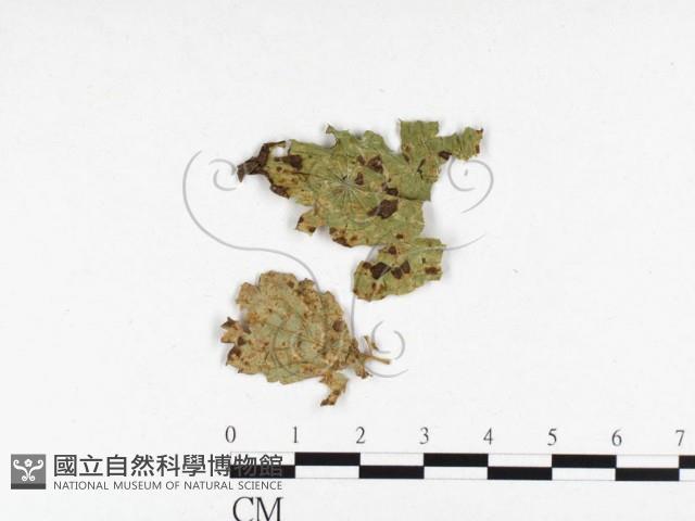 登錄號:F0026419藏品圖，第1張
