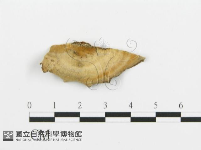 煙管菌藏品圖，第3張