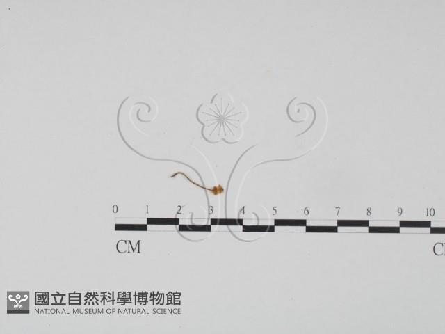 登錄號:F0016419藏品圖，第3張