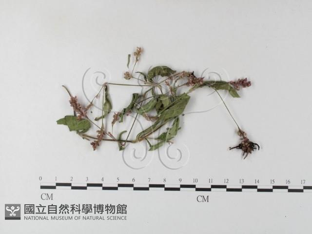 登錄號:F0021419藏品圖，第3張