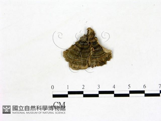 登錄號:F0011419藏品圖，第3張