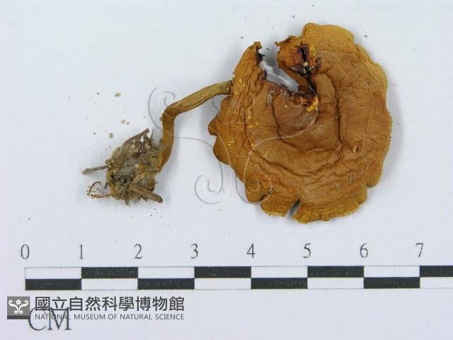 登錄號:F0004419藏品圖，第3張