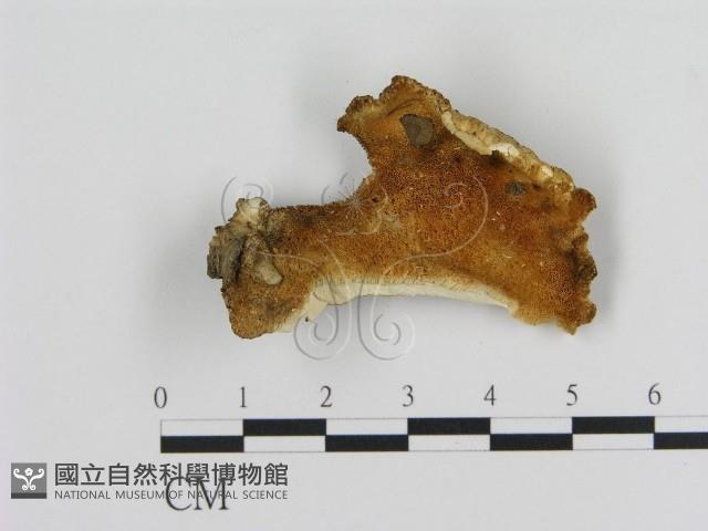登錄號:F0012419藏品圖，第3張