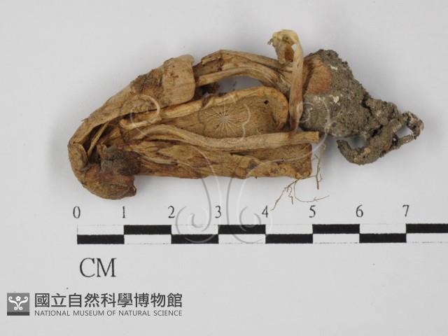 登錄號:F0027419藏品圖，第3張