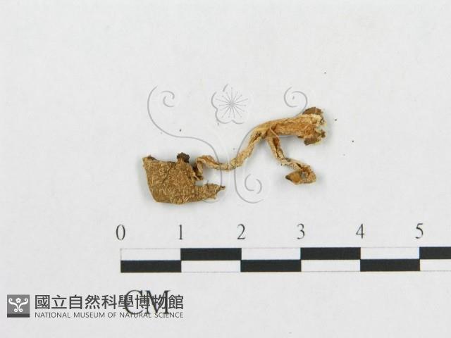 登錄號:F0007419藏品圖，第3張