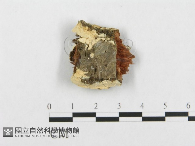 登錄號:F0017419藏品圖，第1張