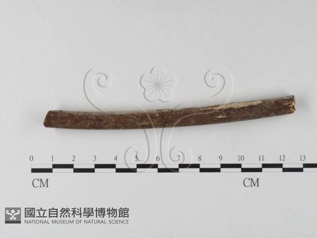 登錄號:F0025419藏品圖，第3張