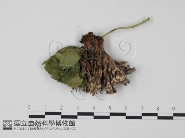 革菌屬藏品圖，第3張
