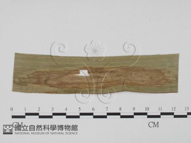 登錄號:F0019419藏品圖，第3張